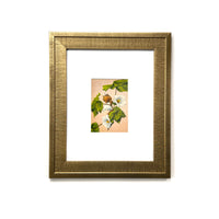 1940s Cotton Blossoms in Dixieland - Vintage Framed Art