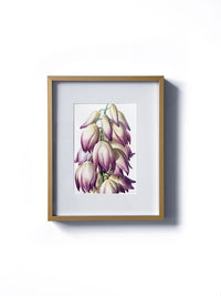 Vintage floral botanical pink adam's need or bear grass flower matted in white and framed in gold. Vertical display wall wart. Perfect addition to any gallery wall. We have several floral prints available. Antique artwork from the 1970s.