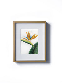 Vintage floral botanical yellow and blue Bird of Paradise flower matted in white and framed in gold. Vertical display wall wart. Perfect addition to any gallery wall. We have several floral prints available. Antique artwork from the 1970s.