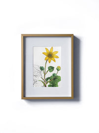 Vintage floral botanical yellow buttercup or crowfoot wild flower matted in white and framed in gold. Vertical display wall wart. Perfect addition to any gallery wall. We have several floral prints available. Antique artwork from the 1970s.