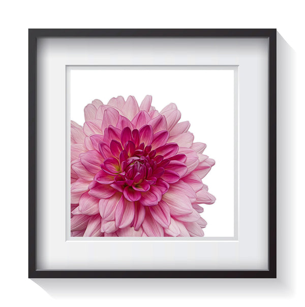 A multi-shade pink Dahlia flower blooming on a white background. Framed fine art flower photography by Amanda Hedlund.  Framed wall art for your home, office, business, restaurant, bar, vacation house or hotel.