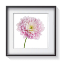A beautiful and delicate pink, white and yellow flower standing tall on a white background. Framed fine art flower photography by Amanda Hedlund. Framed wall art for your home, office, business, restaurant, bar, vacation house or hotel.