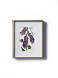 Vintage floral botanical foxglove purple bell-shaped flower matted in white and framed in gold. Vertical display wall wart. Perfect addition to any gallery wall. We have several floral prints available. Antique artwork from the 1970s.
