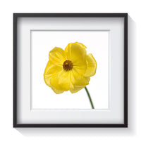 A yellow lustrous buttercup flower with a layer of reflective cells found beneath the cells of the petals giving this delightful flower a shimmery quality. Framed fine art flower photography by Amanda Hedlund.  Framed wall art for your home, office, business, restaurant, bar, vacation house or hotel.