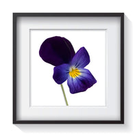A rich violet, yellow and white tri-color Johnny Jump-Up, Heartsease or Love-in-Idleness wild pansy flower standing tall on a white background in stunning detail. Framed fine art flower photography by Amanda Hedlund.  Framed wall art for your home, office, business, restaurant, bar, vacation house or hotel.