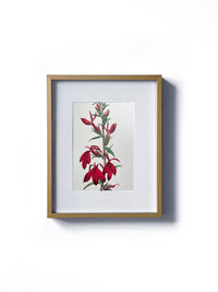 Vintage floral botanical maroon or red lobelia flower matted in white and framed in gold. Vertical display wall wart. Perfect addition to any gallery wall. We have several floral prints available. Antique artwork from the 1970s.