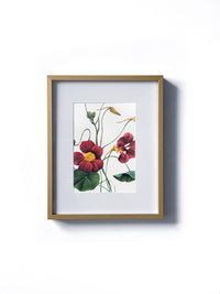 Vintage floral botanical red nasturtium geranium flower matted in white and framed in gold. Vertical display wall wart. Perfect addition to any gallery wall. We have several floral prints available. Antique artwork from the 1970s.