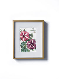 Vintage floral botanical pink and purple petunia garden flower matted in white and framed in gold. Vertical display wall wart. Perfect addition to any gallery wall. We have several floral prints available. Antique artwork from the 1970s.