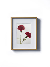 Vintage floral botanical burgundy red carnation flower matted in white and framed in gold. Vertical display wall wart. Perfect addition to any gallery wall. We have several floral prints available. Antique artwork from the 1970s.