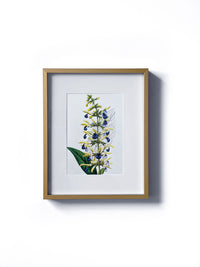 Vintage floral botanical wild sage flower matted in white and framed in gold. Vertical display wall wart. Perfect addition to any gallery wall. We have several floral prints available. Antique artwork from the 1970s.