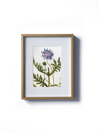 Vintage floral botanical purple scabious wild flower matted in white and framed in gold. Vertical display wall wart. Perfect addition to any gallery wall. We have several floral prints available. Antique artwork from the 1970s.