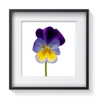 A rich violet, yellow and white tri-color Johnny Jump-Up, Heartsease or Love-in-Idleness wild pansy flower standing tall on a white background in stunning detail. Framed fine art flower photography by Amanda Hedlund.  Framed wall art for your home, office, business, restaurant, bar, vacation house or hotel.