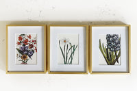 Vintage floral botanical white daffodil flower matted in white and framed in gold. Vertical display wall wart. Perfect addition to any gallery wall. We have several floral prints available. Antique artwork from the 1970s.