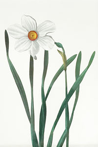 Vintage floral botanical white daffodil flower matted in white and framed in gold. Vertical display wall wart. Perfect addition to any gallery wall. We have several floral prints available. Antique artwork from the 1970s.