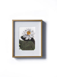 Vintage floral botanical white water lily flower matted in white and framed in gold. Vertical display wall wart. Perfect addition to any gallery wall. We have several floral prints available. Antique artwork from the 1970s.