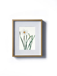 Vintage floral botanical white daffodil flower matted in white and framed in gold. Vertical display wall wart. Perfect addition to any gallery wall. We have several floral prints available. Antique artwork from the 1970s.