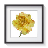 A yellow and orange striped carnation looking three dimensional among a white background. Framed fine art flower photography by Andrew Grant.  Framed wall art for your home, office, business, restaurant, bar, vacation house or hotel.