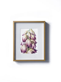 Vintage floral botanical pink adam's need or bear grass flower matted in white and framed in gold.  Vertical display wall wart. Perfect addition to any gallery wall. We have several floral prints available. Antique artwork from the 1970s. 