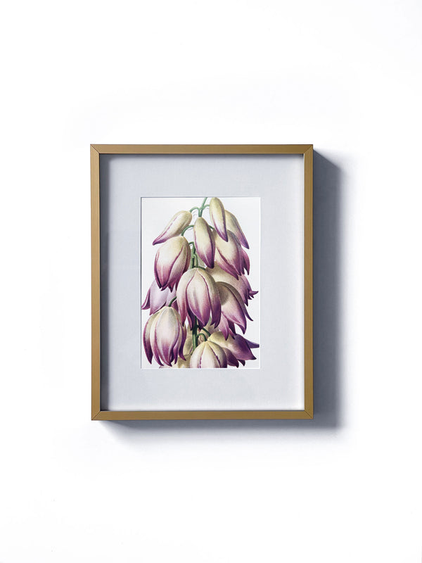 Vintage floral botanical pink adam's need or bear grass flower matted in white and framed in gold.  Vertical display wall wart. Perfect addition to any gallery wall. We have several floral prints available. Antique artwork from the 1970s. 
