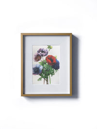 Vintage floral botanical anemone sketch flower matted in white and framed in gold.  Vertical display wall wart. Perfect addition to any gallery wall. We have several floral prints available.