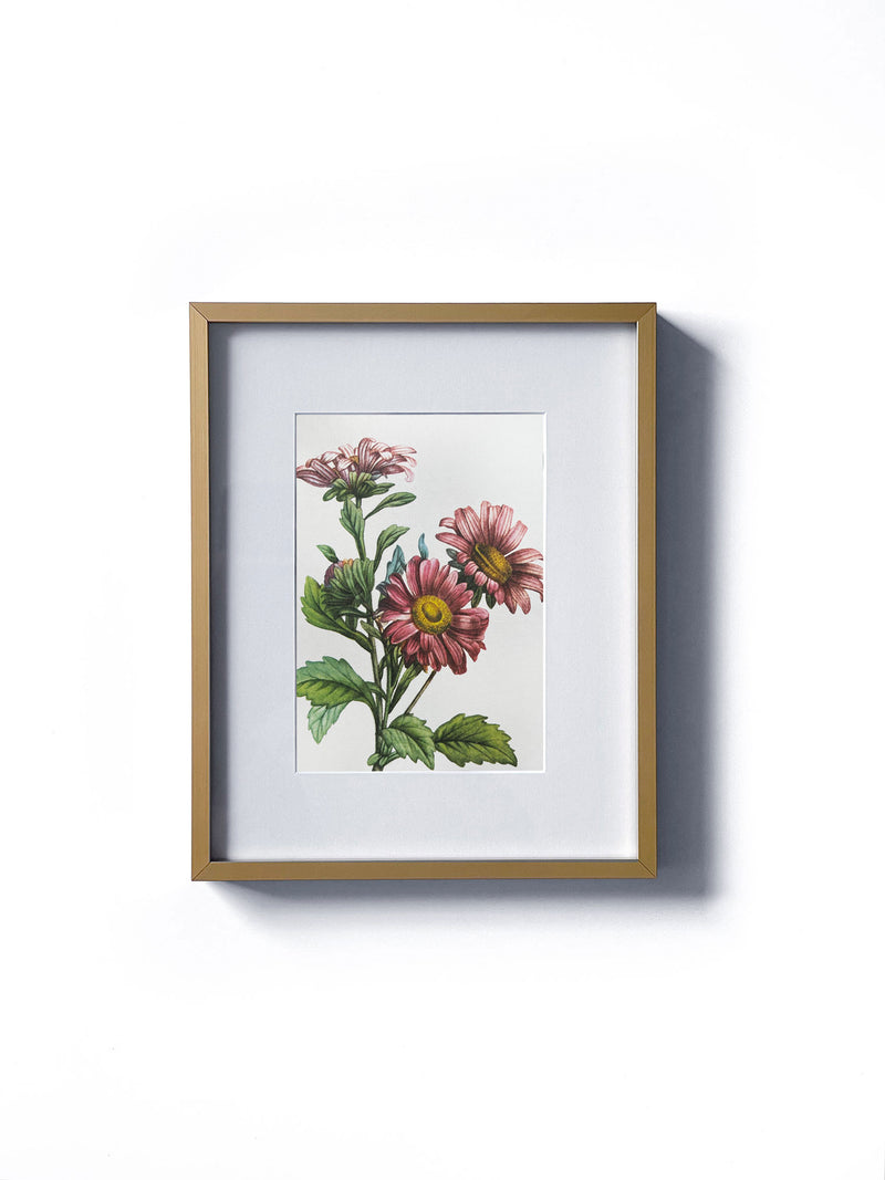 Vintage floral botanical aster daisy flower matted in white and framed in gold.  Vertical display wall wart. Perfect addition to any gallery wall. We have several floral prints available. Antique artwork from the 1970s. 