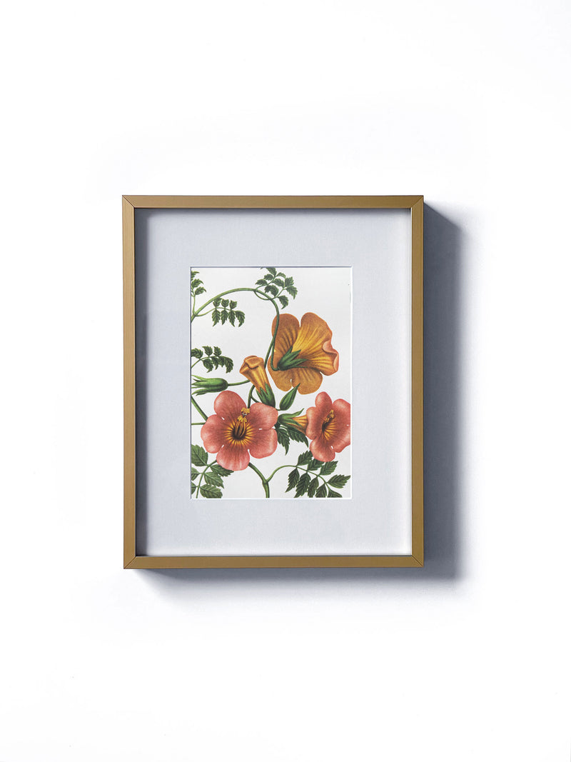 Vintage floral botanical Begonia or Elephant's Ear tropical flower matted in white and framed in gold.  Vertical display wall wart. Perfect addition to any gallery wall. We have several floral prints available. Antique artwork from the 1970s.