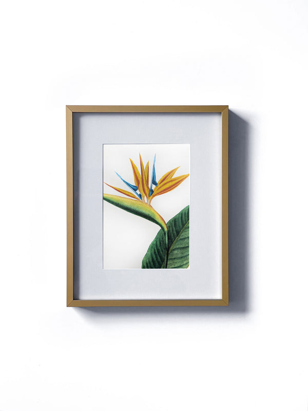 Vintage floral botanical yellow and blue Bird of Paradise flower matted in white and framed in gold.  Vertical display wall wart. Perfect addition to any gallery wall. We have several floral prints available. Antique artwork from the 1970s. 