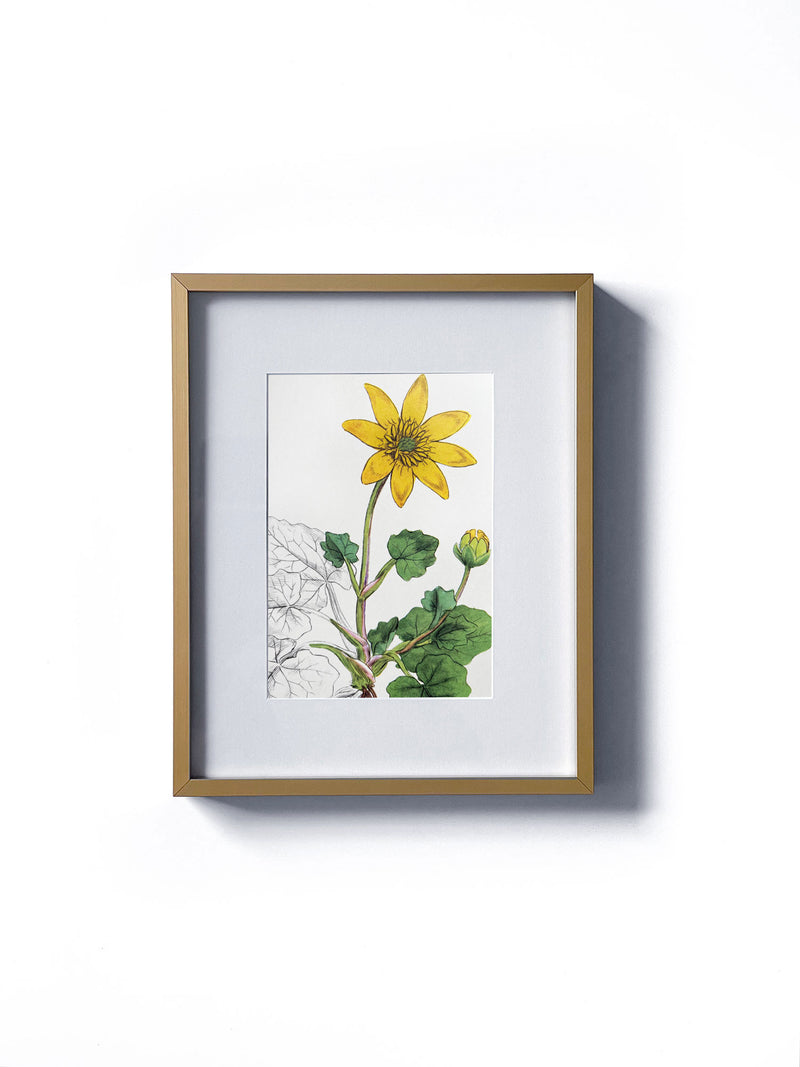 Vintage floral botanical yellow buttercup or crowfoot wild flower matted in white and framed in gold.  Vertical display wall wart. Perfect addition to any gallery wall. We have several floral prints available. Antique artwork from the 1970s. 