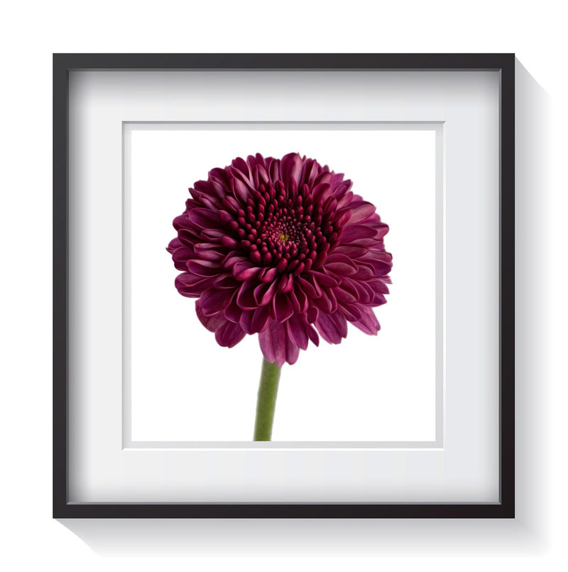 Magenta purple button pom features three dimensional mini ray petals on a white background. Framed fine art flower photography by Andrew Grant.  Framed wall art for your home, office, business, restaurant, bar, vacation house or hotel.