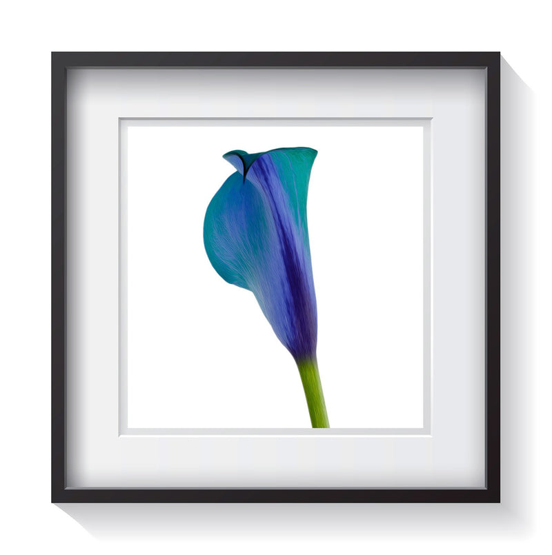 A unique blue, purple, teal and green calla lily twirling its shape and colors like a peacock's feathers on a white background. Framed fine art flower photography by Amanda Hedlund.  Framed wall art for your home, office, business, restaurant, bar, vacation house or hotel.