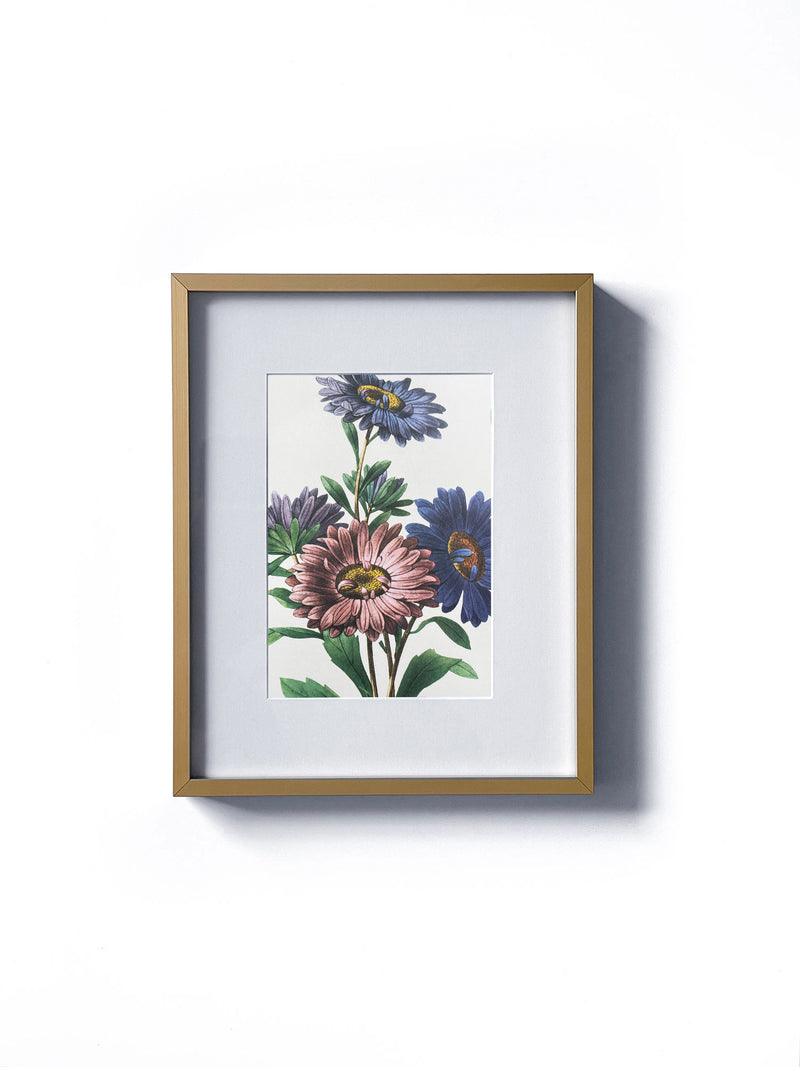Vintage floral botanical china aster or callistephus flower matted in white and framed in gold.  Vertical display wall wart. Perfect addition to any gallery wall. We have several floral prints available. Antique artwork from the 1970s. 
