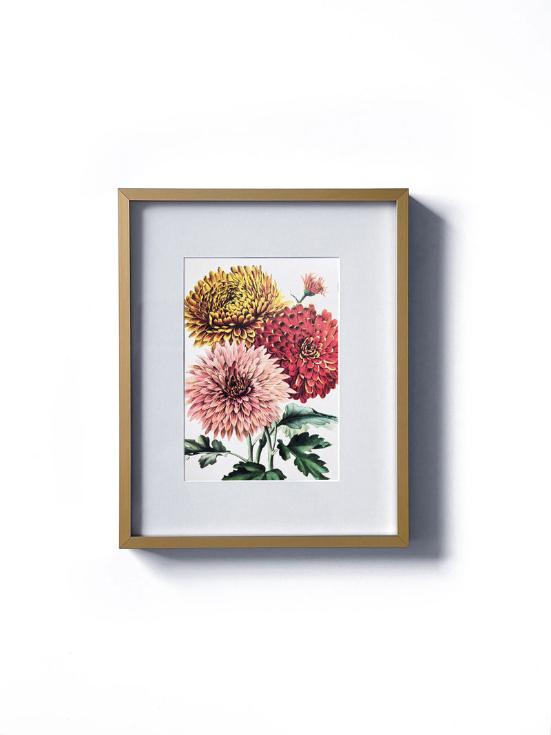 Vintage floral botanical garden pink, yellow, red chrysanthemum flower matted in white and framed in gold.  Vertical display wall wart. Perfect addition to any gallery wall. We have several floral prints available. Antique artwork from the 1970s.