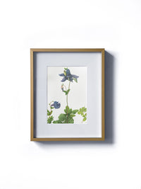 Vintage floral botanical columbine flower matted in white and framed in gold.  Vertical display wall wart. Perfect addition to any gallery wall. We have several floral prints available. Antique artwork from the 1970s. 