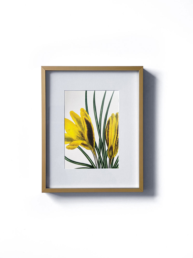 Vintage floral botanical crocus european yellow wild flower matted in white and framed in gold.  Vertical display wall wart. Perfect addition to any gallery wall. We have several floral prints available. Antique artwork from the 1970s. 