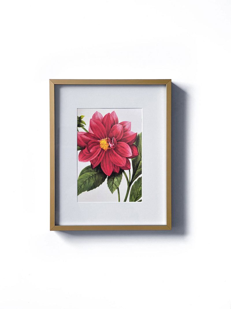 Vintage floral botanical dahlia pink or red garden flower matted in white and framed in gold.  Vertical display wall wart. Perfect addition to any gallery wall. We have several floral prints available. Antique artwork from the 1970s. 