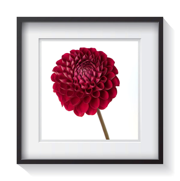 A blooming plum dahlia flower standing among a white background. Signed, limited-edition, framed fine art flower photography by Amanda Hedlund.  Framed wall art for your home, office, business, restaurant, bar, beach house or hotel.