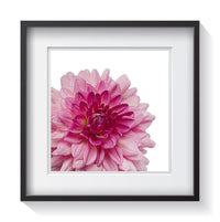 A multi-shade pink Dahlia flower blooming on a white background. Framed fine art flower photography by Amanda Hedlund.  Framed wall art for your home, office, business, restaurant, bar, vacation house or hotel.