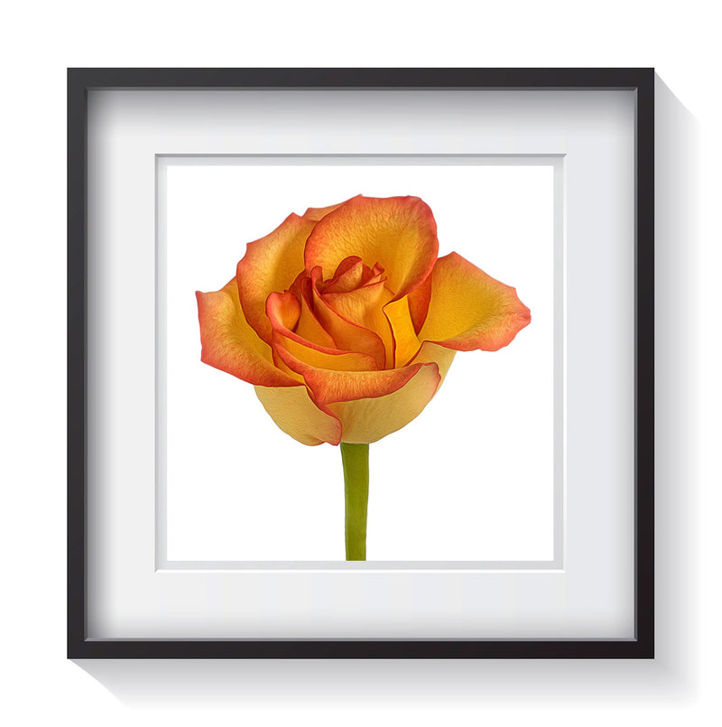 A hybrid of yellow and red tipped rose petals flourishing on a white background. Framed fine art flower photography by Amanda Hedlund.  Framed wall art for your home, office, business, restaurant, bar, vacation house or hotel.