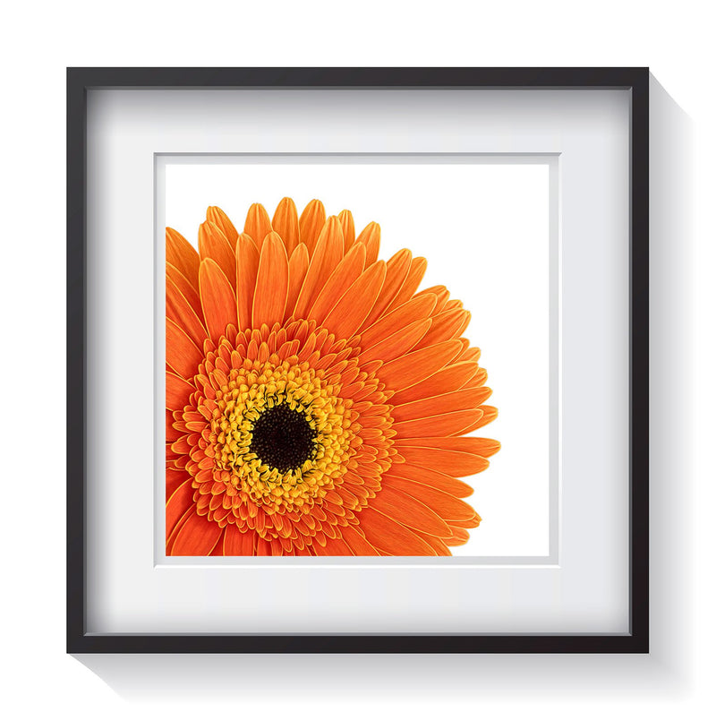 A bright orange and yellow gerber flower as vibrant as citrus fruit on a white background. Framed fine art flower photography by Amanda Hedlund.  Framed wall art for your home, office, business, restaurant, bar, vacation house or hotel.