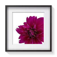 A velvety dark magenta emperor dahlia flower in the corner of a white background. Framed fine art flower photography by Amanda Hedlund.  Framed wall art for your home, office, business, restaurant, bar, vacation house or hotel.