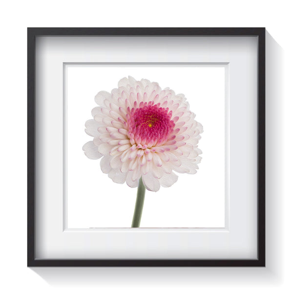 A delicate pink and white button flower standing among a white background. Framed fine art flower photography by Amanda Hedlund.  Framed wall art for your home, office, business, restaurant, bar, vacation house or hotel.
