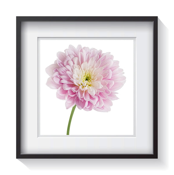 A beautiful and delicate pink, white and yellow flower standing tall on a white background. Framed fine art flower photography by Amanda Hedlund. Framed wall art for your home, office, business, restaurant, bar, vacation house or hotel.