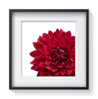 A charismatic deep-red, living fire, dahlia flower - similar to a garnet stone - on a white background. Framed fine art flower photography by Amanda Hedlund.  Framed wall art for your home, office, business, restaurant, bar, vacation house or hotel.