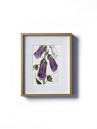 Vintage floral botanical foxglove purple bell-shaped flower matted in white and framed in gold.  Vertical display wall wart. Perfect addition to any gallery wall. We have several floral prints available. Antique artwork from the 1970s. 