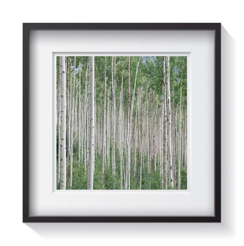 A grove of green aspen trees outside Aspen, Colorado. Framed fine art treescape photography by Andrew Grant.  Framed wall art for your home, office, business, restaurant, bar, vacation house or hotel.