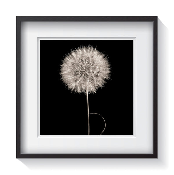 A black and white photo of the ghost of a dandelion in studio. Framed fine art dandelion and flower photography by Amanda Hedlund.  Framed wall art for your home, office, business, restaurant, bar, vacation house or hotel.