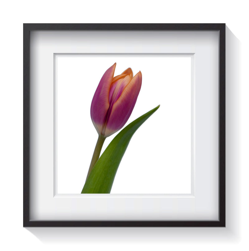 A symbol of caring, this delicate pink tulip represents elegance and grace in the language of flowers. Framed fine art flower photography by Amanda Hedlund.  Framed wall art for your home, office, business, restaurant, bar, vacation house or hotel.