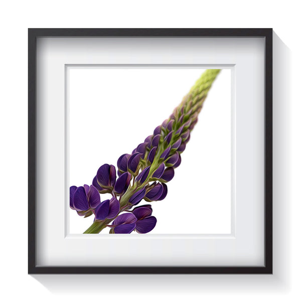 A grape purple conical spired wild flower with a layers of pea-like blossoms standing tall against a white background. Framed fine art flower photography by Amanda Hedlund.  Framed wall art for your home, office, business, restaurant, bar, vacation house or hotel.