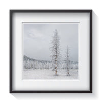 Frozen pine trees in the snow and frost in the Idaho mountains. Framed fine art tree photography by Amanda Hedlund.  Framed wall art for your home, office, business, restaurant, bar, vacation house or hotel.
