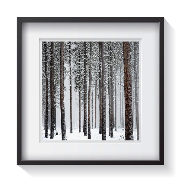 Framed photograph of snow covered trees in thick forest in Montana. Framed fine art treescape photography by Andrew Grant.  Framed wall art for your home, office, business, restaurant, bar, vacation house or hotel.